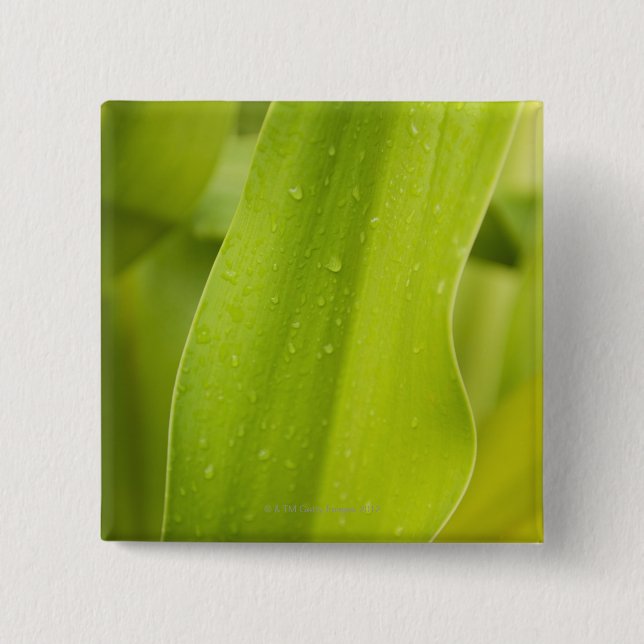 Close up of wet tropical leaf 2 inch square button (Front)