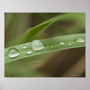 Close up of wet tropical leaf 4 poster