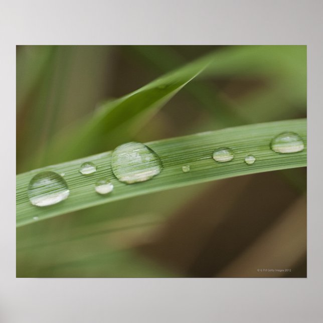 Close up of wet tropical leaf 4 poster (Front)