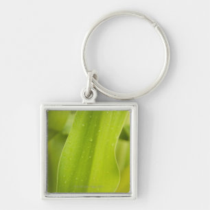 Close up of wet tropical leaf keychain