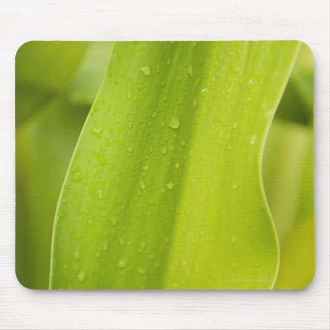 Close up of wet tropical leaf mouse pad (Front)
