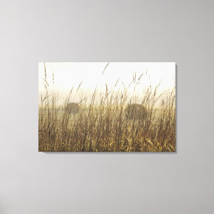 Close up of Wheat Photography Canvas Print