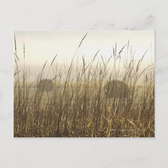 Close up of Wheat Photography Postcard (Front)