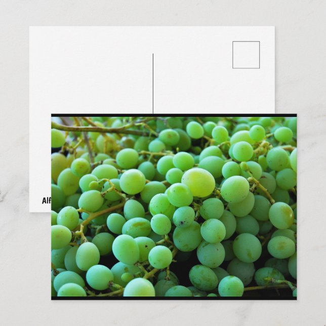 Close up of White Grapes Postcard (Front/Back)