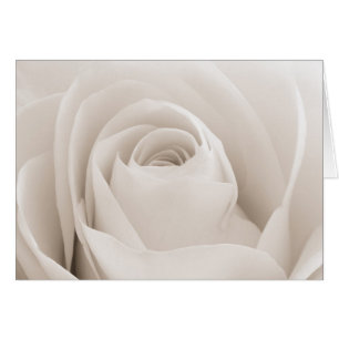 Close up of White Rose Petals