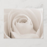 Close up of White Rose Petals
