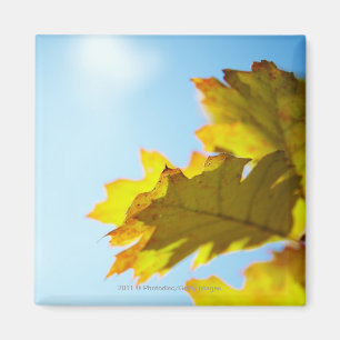 Close Up of Yellow Fall Leaves Magnet