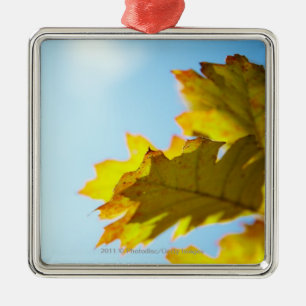 Close Up of Yellow Fall Leaves Metal Ornament
