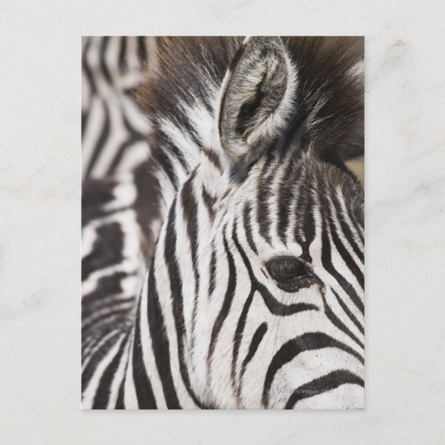 Close up of zebra postcard (Front)