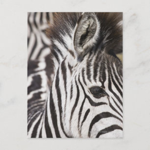 Close up of zebra postcard