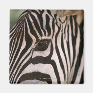 Close-up of zebra's head magnet