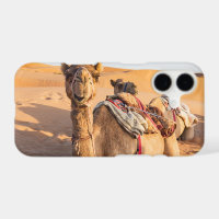 Close-up on Camel in Oman desert