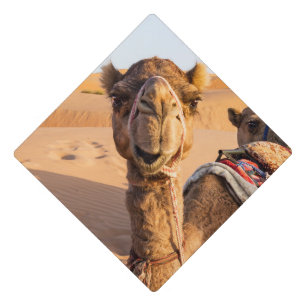 Close-up on Camel in Oman desert Graduation Cap Topper