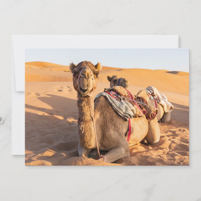 Close-up on Camel in Oman desert Invitation (Front)