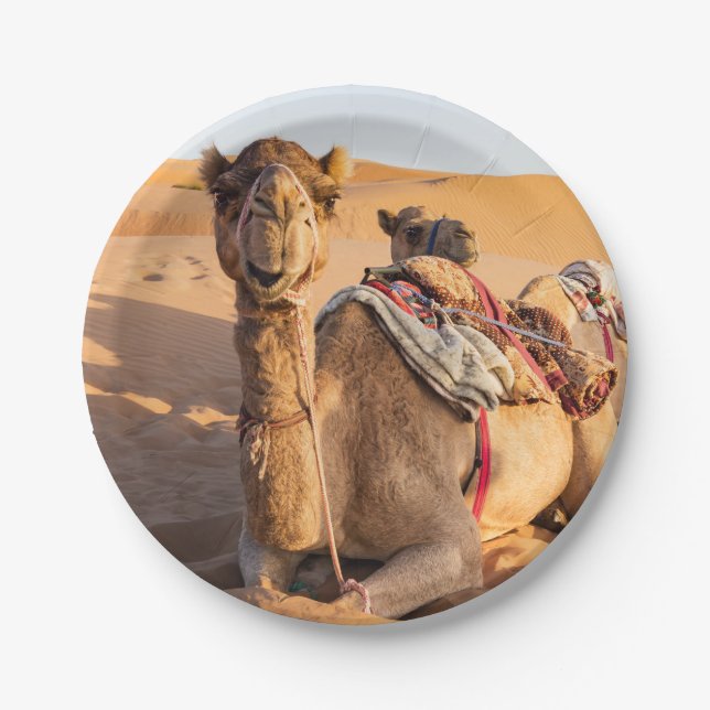 Close-up on Camel in Oman desert Paper Plate (Front)