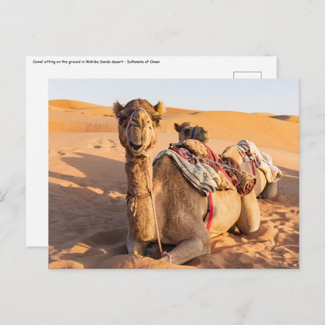 Close-up on Camel in Oman desert Postcard (Front/Back)