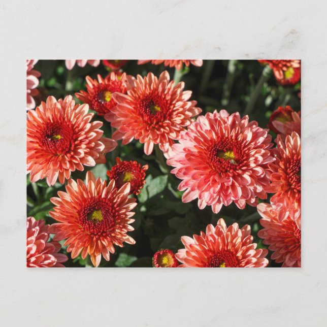 Close-up on chrysanthemum plant postcard (Front)