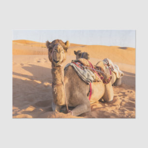 Close-up on funny camel in Oman Wahiba desert Tissue Paper