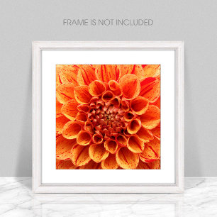 Close-Up Orange Flower Poster