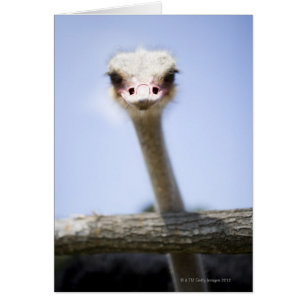 Close up Ostrich head