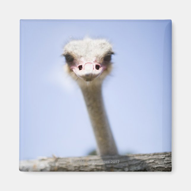 Close up Ostrich head Magnet (Front)