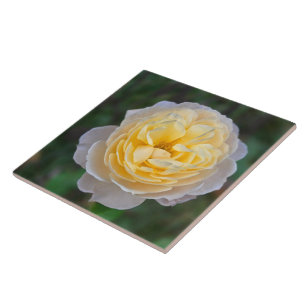 Close up Pastel Yellow Pink Rose Tile