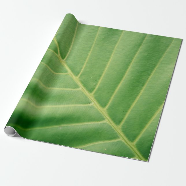 Close up photo of green leaf wrapping paper (Unrolled)