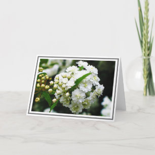 Close-up Photograph of Double Bridal Wreath Spirea Card