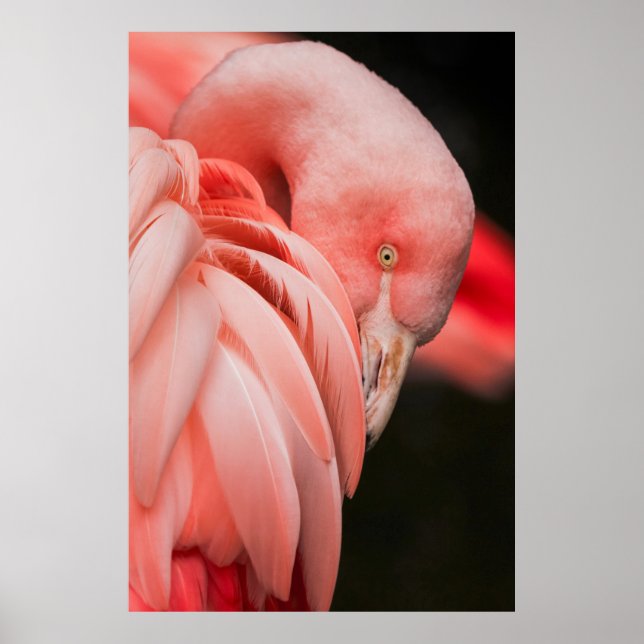 CLOSE UP PHOTOGRAPHY OF A PINK BIRD POSTER (Front)