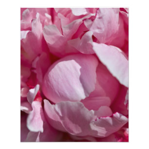 Close Up Pin Peony Flower Photo Print