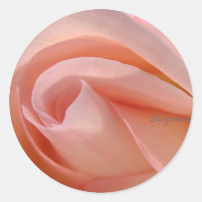 Close Up Pink Rose Envelope Sticker (Front)