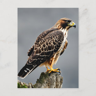 Close-up Portrait of a Hawk Postcard