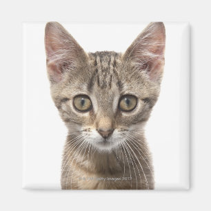 Close up portrait of a kitten magnet
