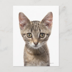 Close up portrait of a kitten postcard
