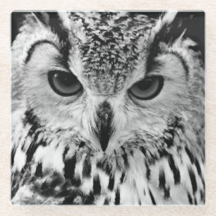 Close Up Portrait Of Eurasian Eagle-owl Glass Coaster