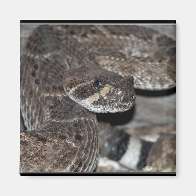 Close-Up Rattlesnake Magnet (Front)