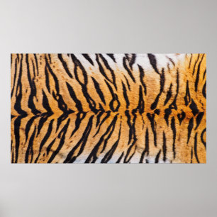 Close-Up Shot of Real Indo-Chinese Tiger (Panthera Poster