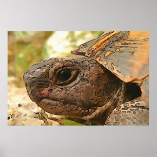 Close Up Side Portrait Of A Turkish Tortoise Poster