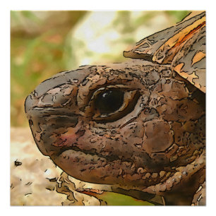 Close Up Side Portrait Of A Turkish Tortoise Poster