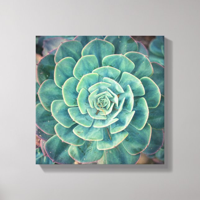 Close-up Succulent Canvas Print (Front)