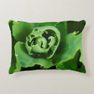 Close-up, succulent plant with water droplets accent pillow