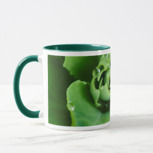 Close-up, succulent plant with water droplets mug