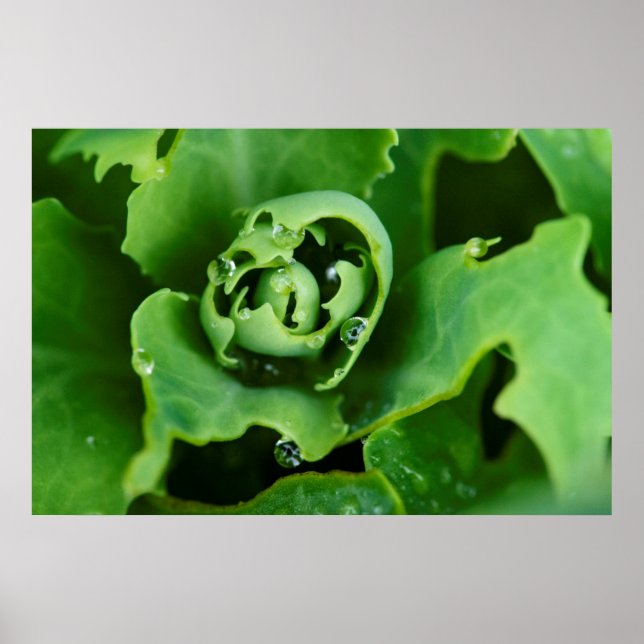 Close-up, succulent plant with water droplets poster (Front)