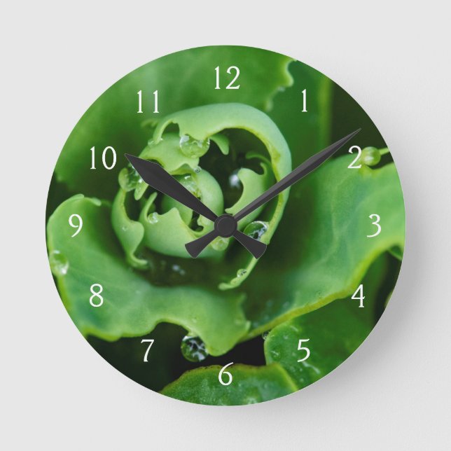 Close-up, succulent plant with water droplets round clock (Front)