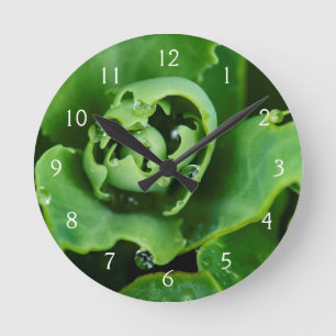 Close-up, succulent plant with water droplets round clock