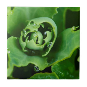 Close-up, succulent plant with water droplets tile