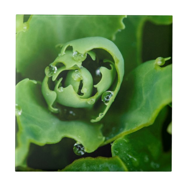 Close-up, succulent plant with water droplets tile (Front)