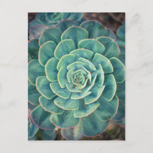 Close-up Succulent Postcard