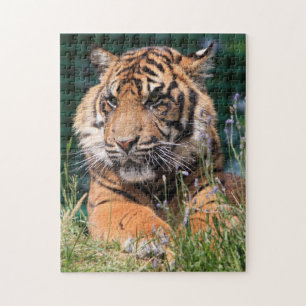 Close-up Tiger Jigsaw Puzzle