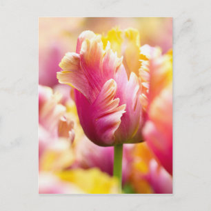 Close-up Tulips Postcard